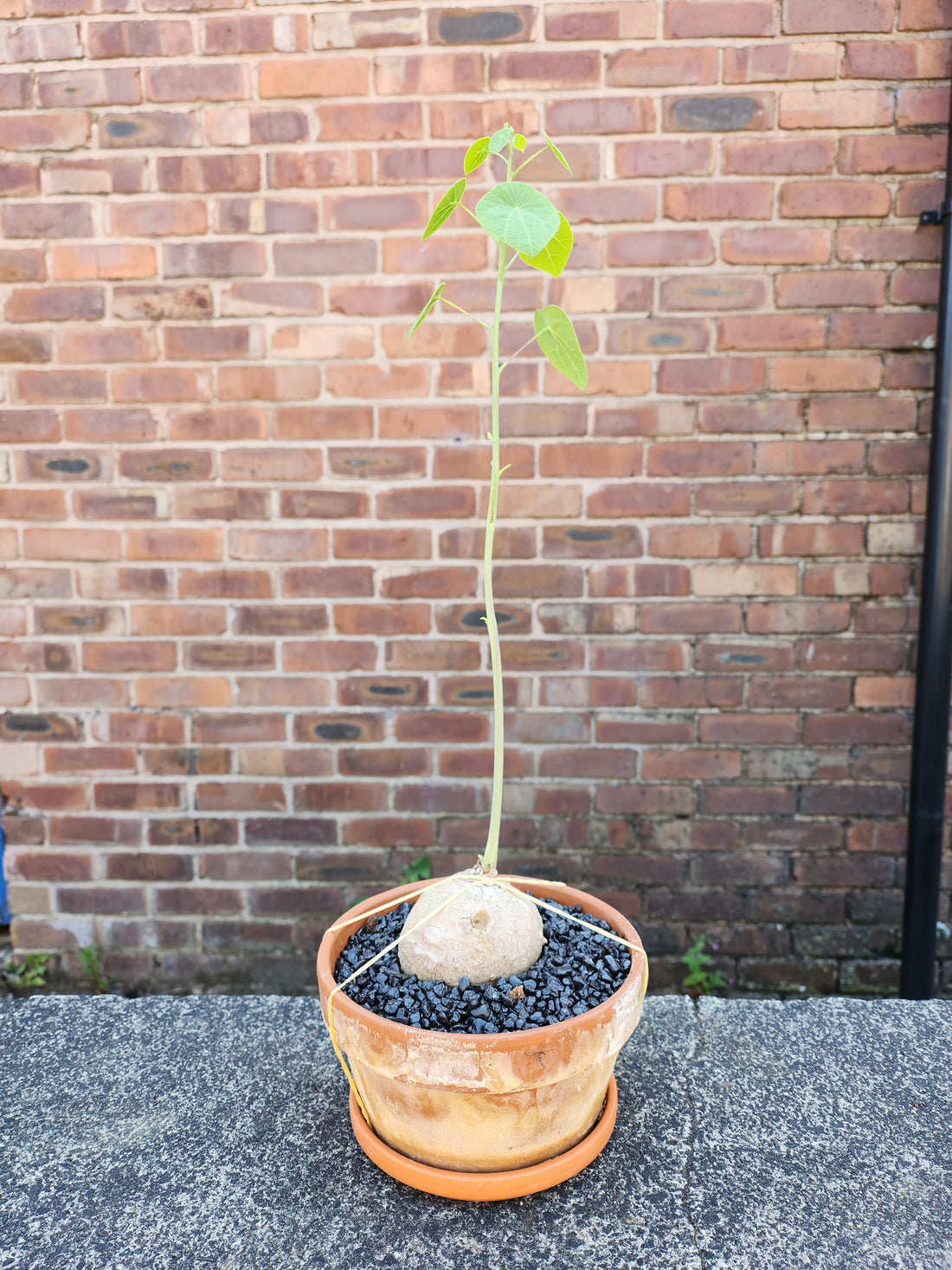 Stephania Erecta Bulb