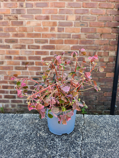 Oxalis Vulcan Crazy Plum