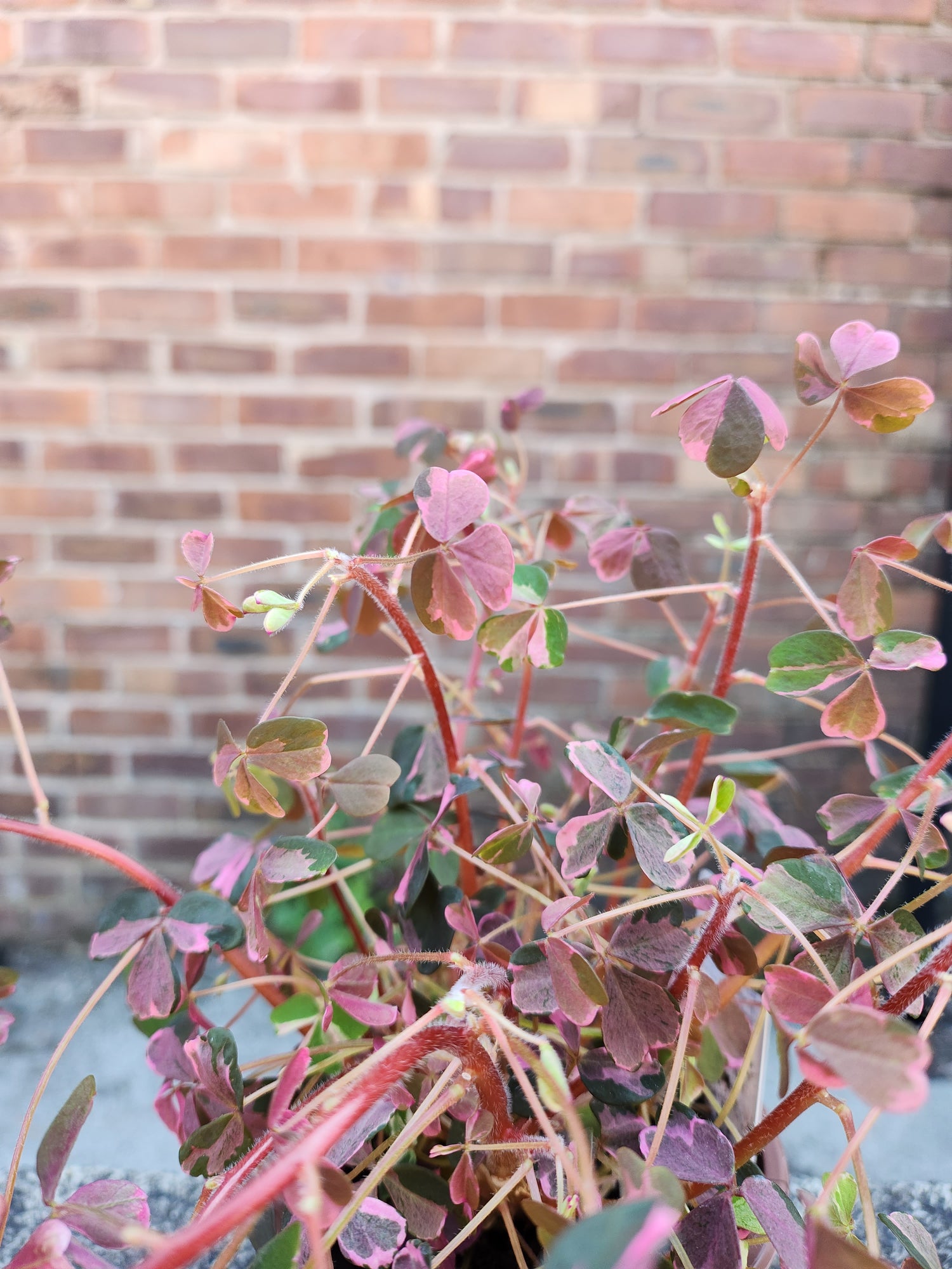 Oxalis Vulcan Crazy Plum