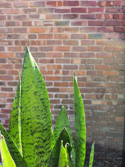 Sansevieria Zeylanica o