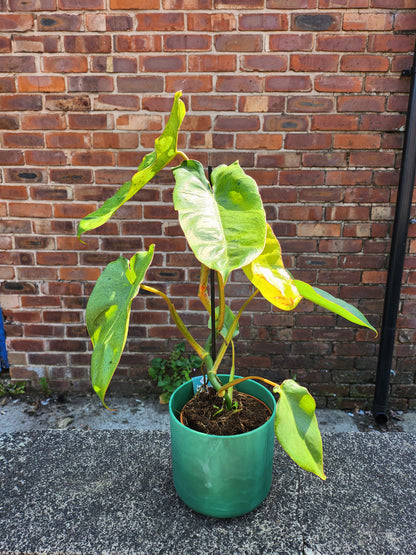 Philodendron Paraiso Verde