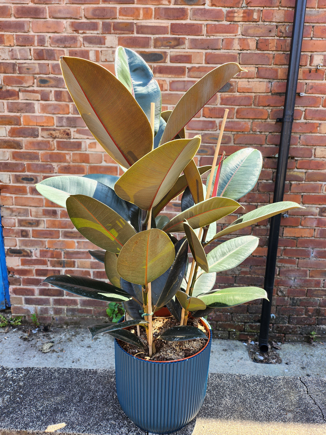 Ficus Abidjan