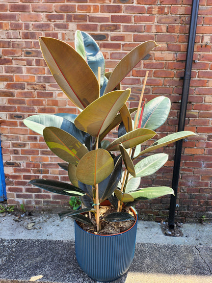 Ficus Abidjan