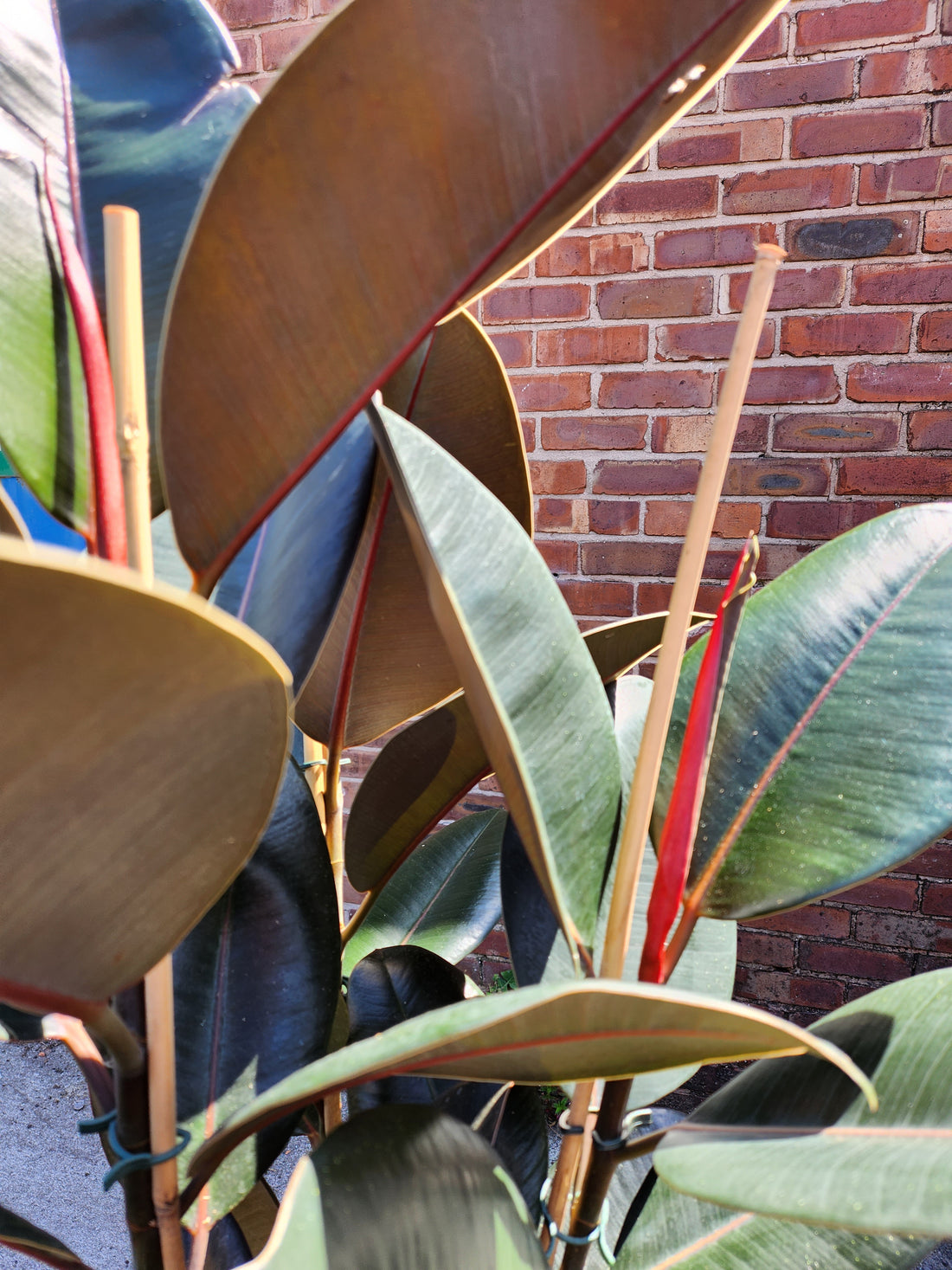 Ficus Abidjan