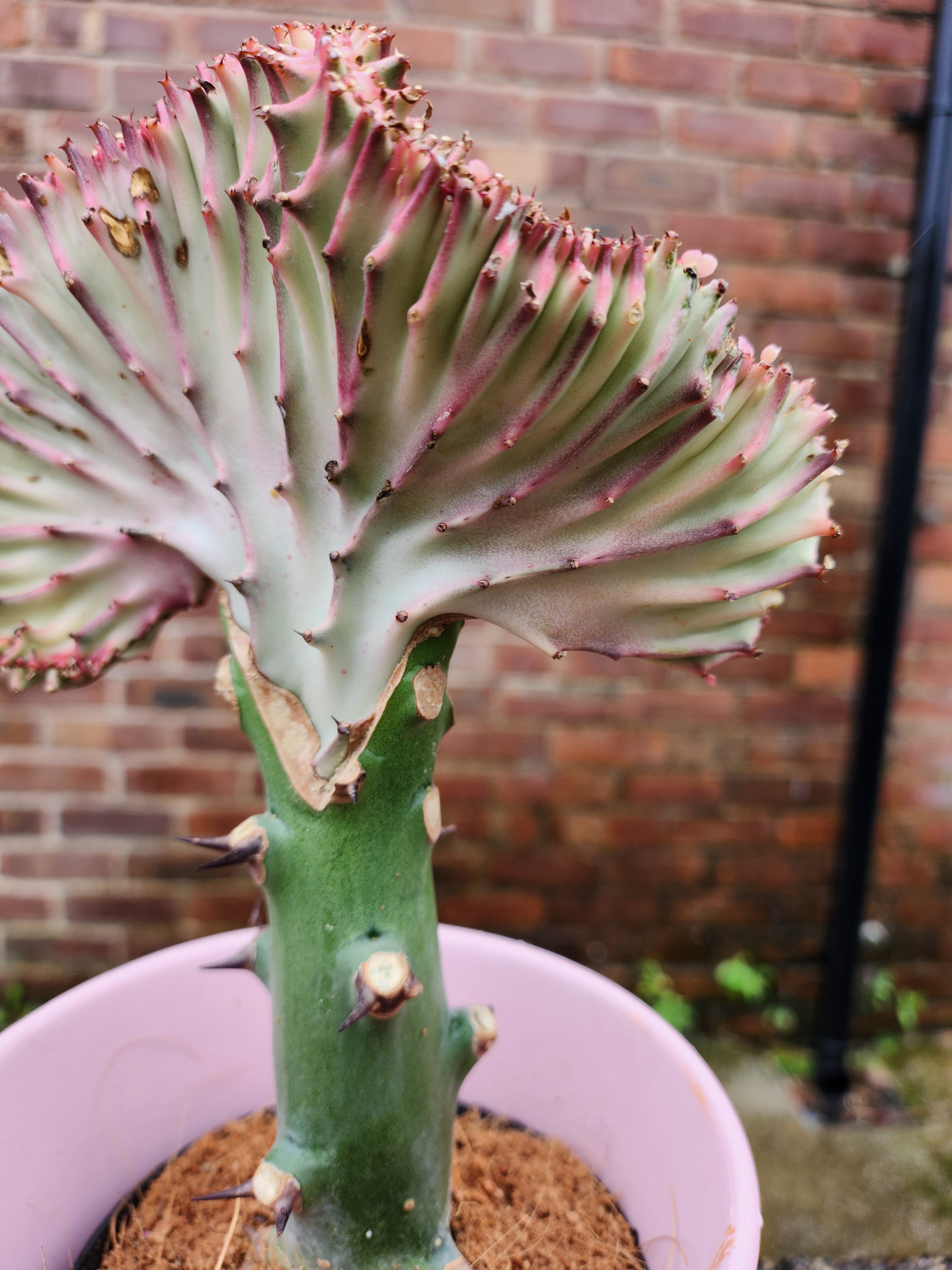 Euphorbia Cristata
