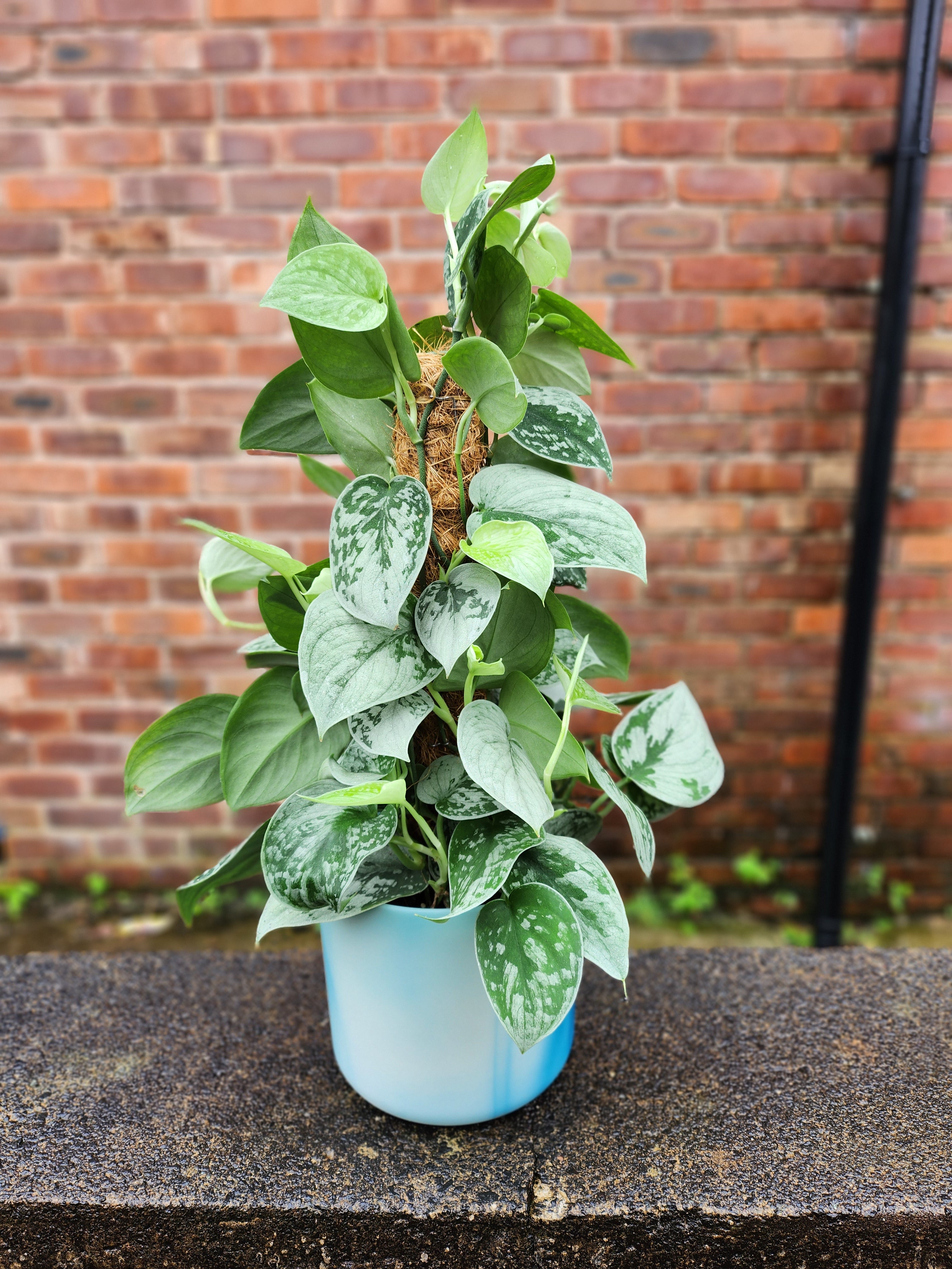 Scindapsus Pictus Silvery Ann