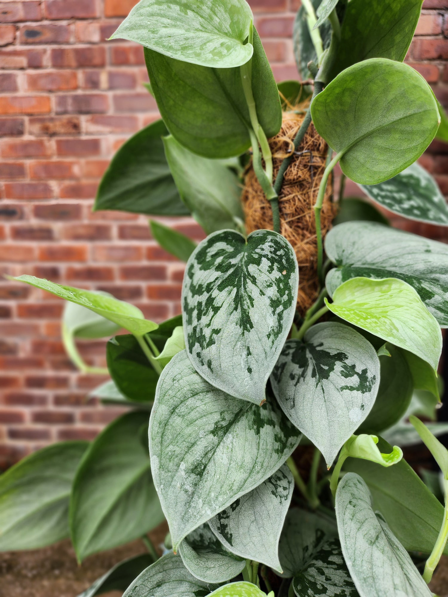 Scindapsus Pictus Silvery Ann