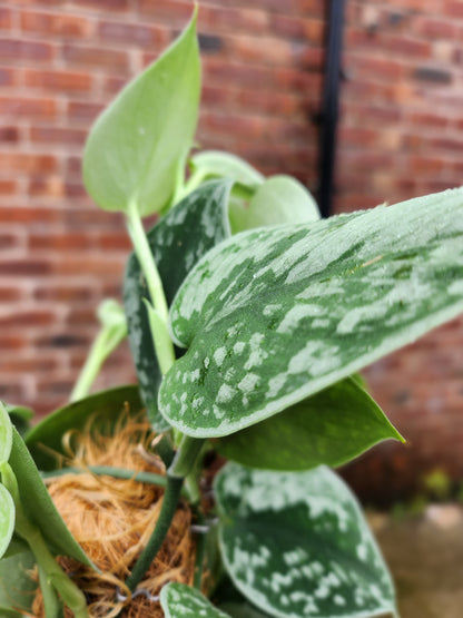 Scindapsus Pictus Silvery Ann