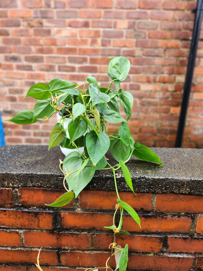 Philodendron scandens