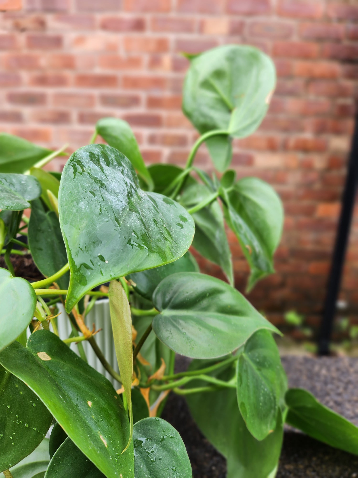 buy philodendron scandens uk Philodendron Scandens