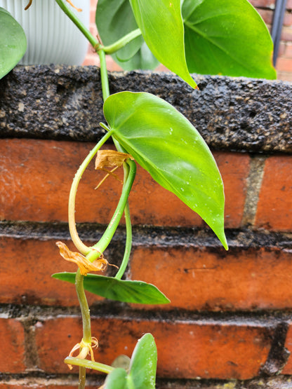 Philodendron scandens