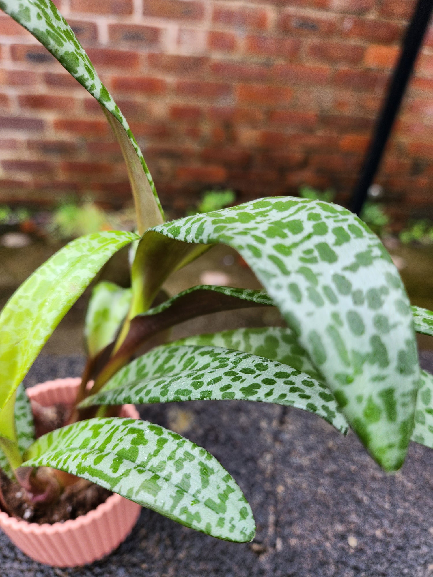 Crassula Falcata Leopard Lilly