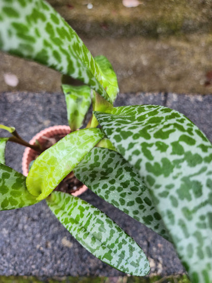 Crassula Falcata Leopard Lilly