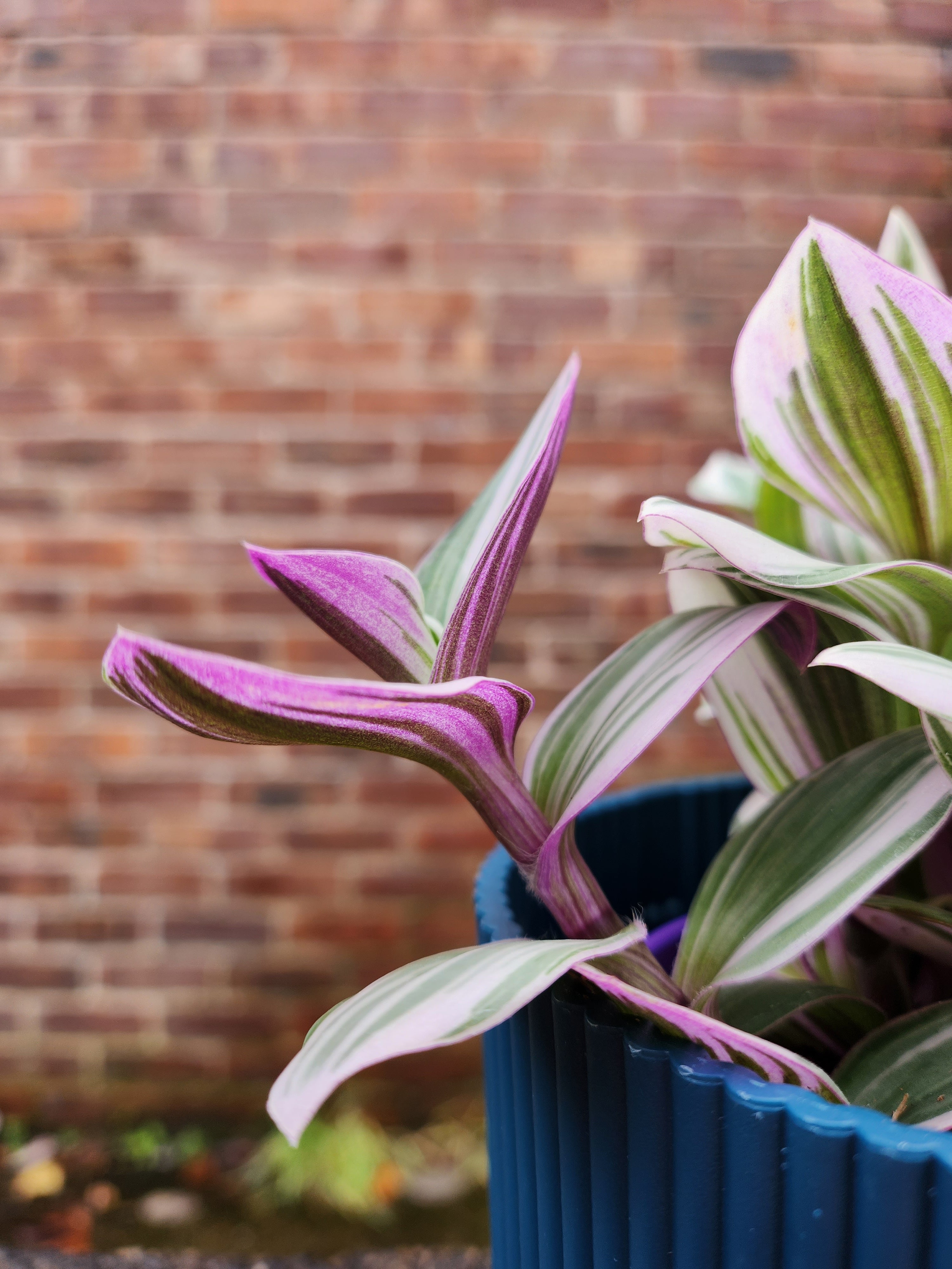 Tradescantia Nanouk