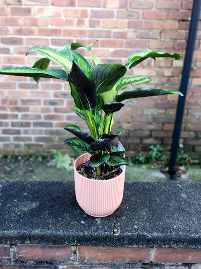 Calathea Majestic Principe