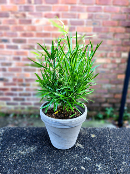 Asparagus Falcatus