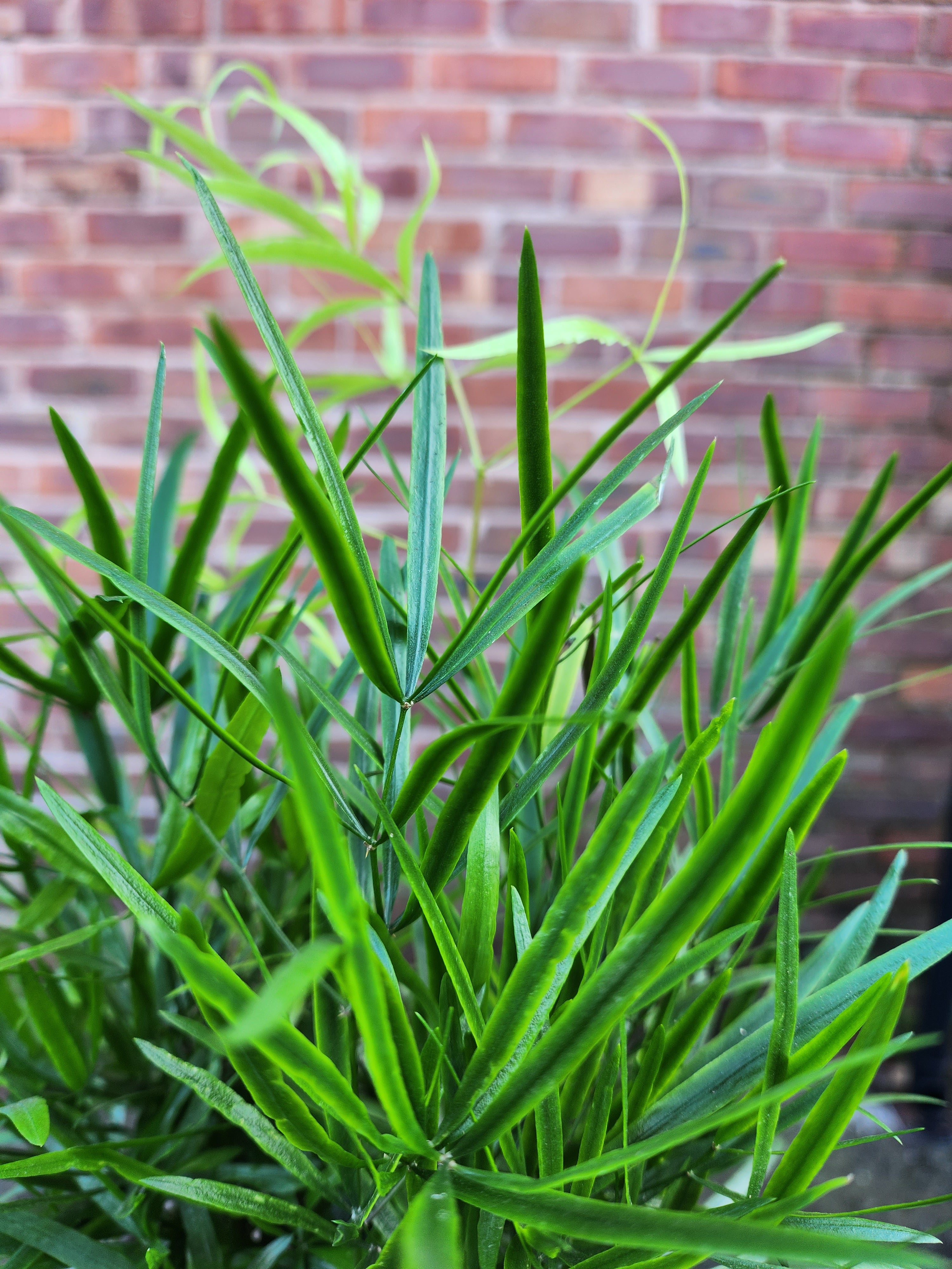 Asparagus Falcatus