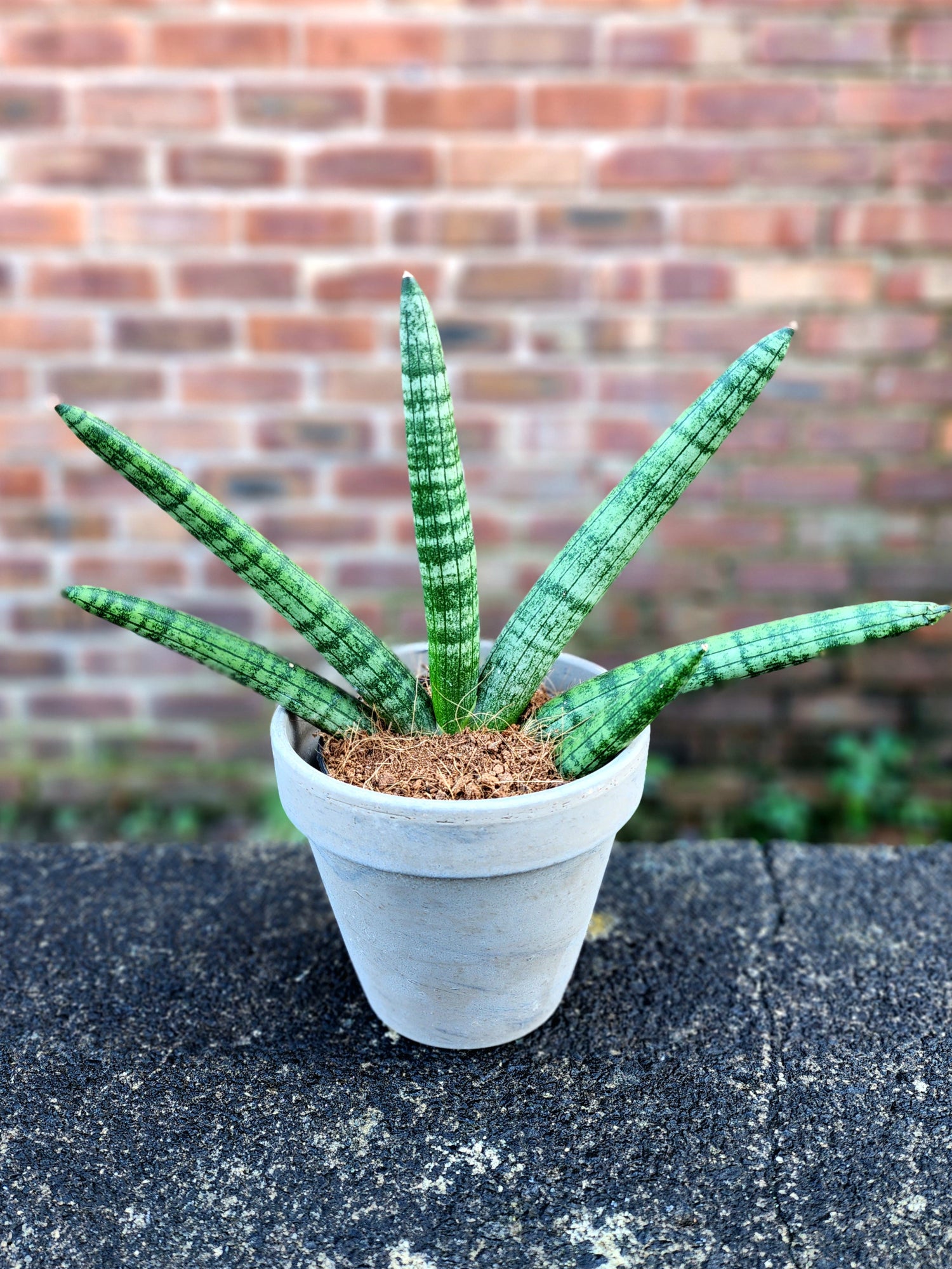 Sansevieria cylindrica Skyline