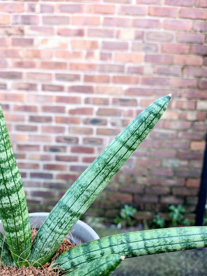 Sansevieria cylindrica Skyline