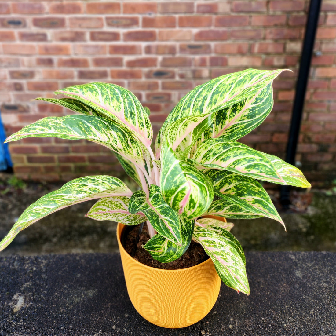 Aglaonema Cocomelon