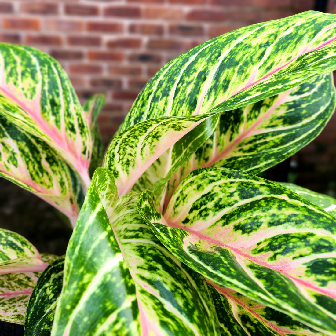 Aglaonema Cocomelon