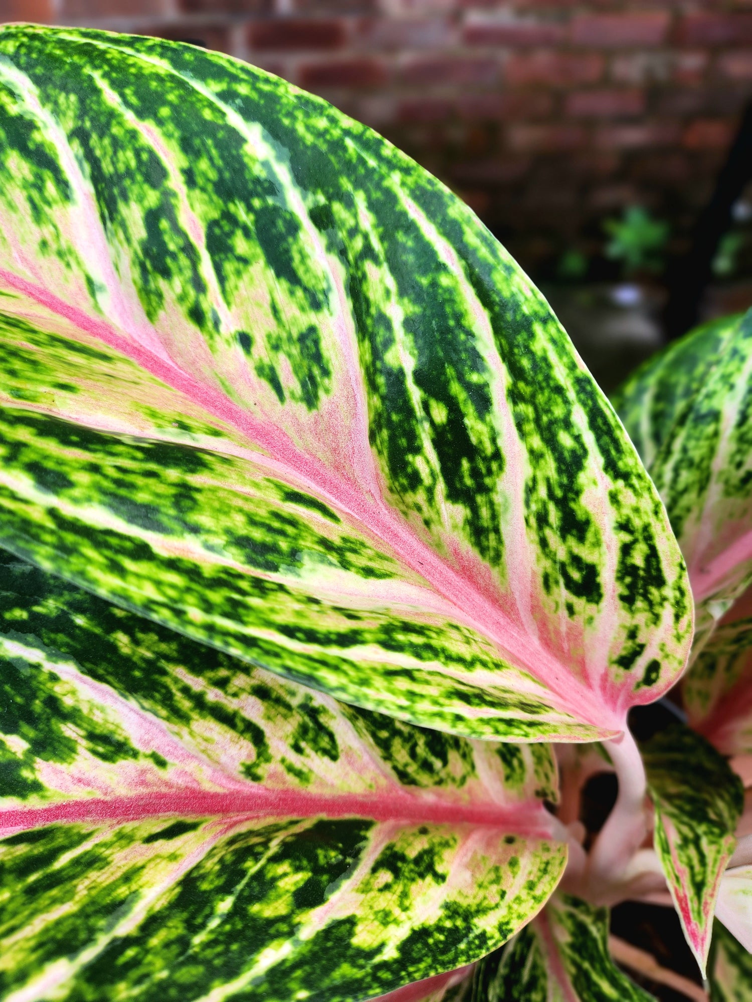 Aglaonema Cocomelon