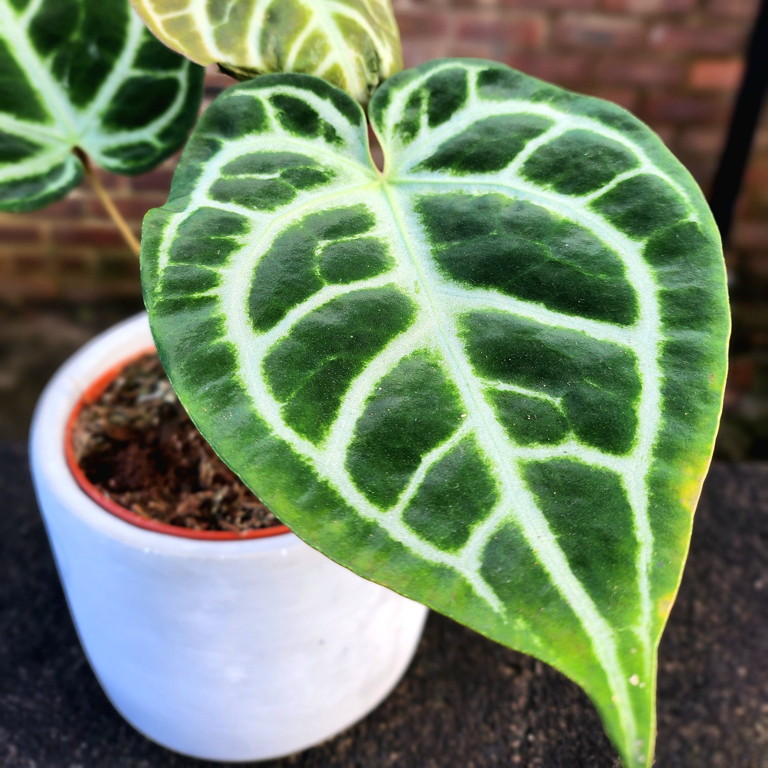 Anthurium Crystallinum