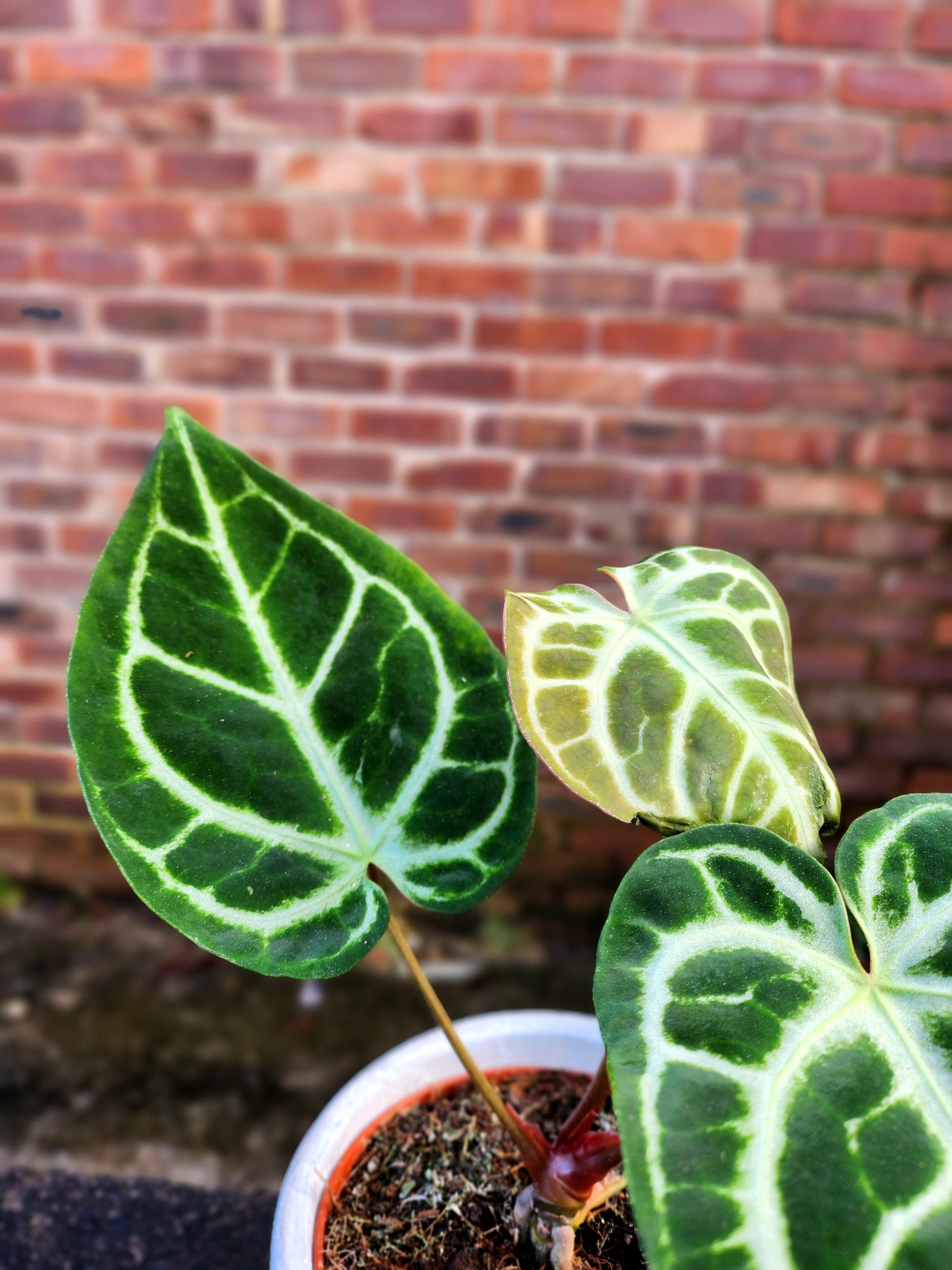 Anthurium Crystallinum