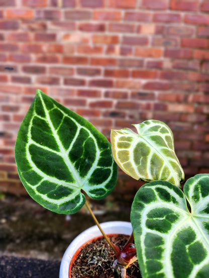 Anthurium Crystallinum