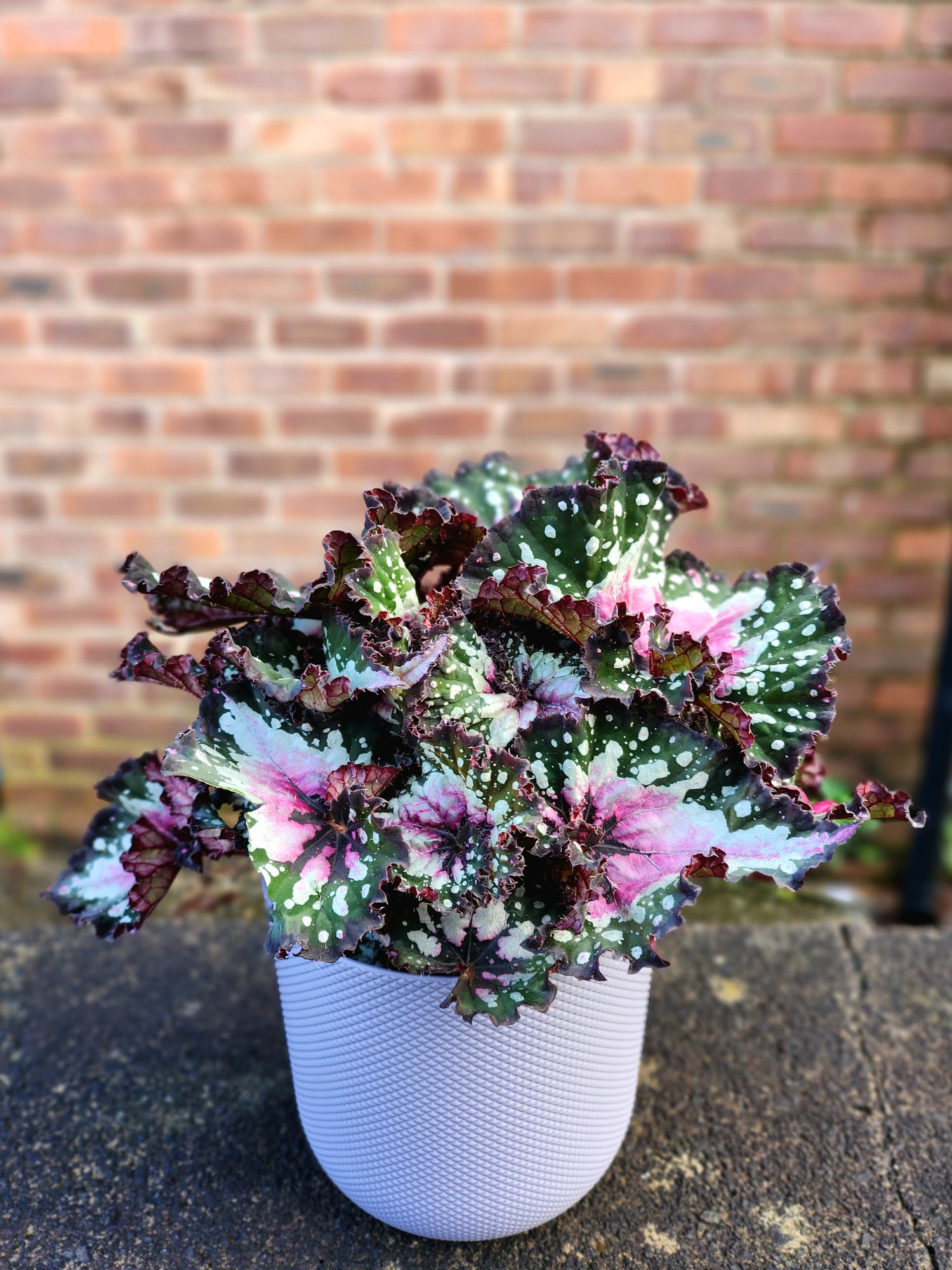 Begonia Purple Flush