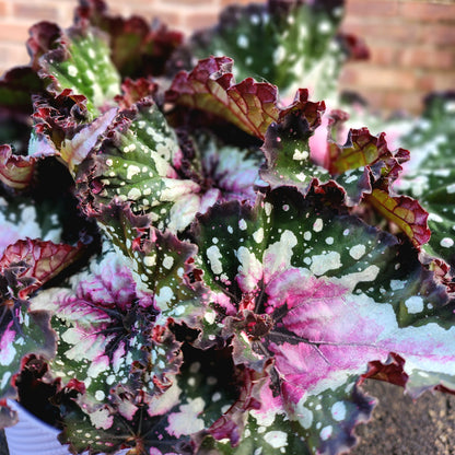 Begonia Purple Flush
