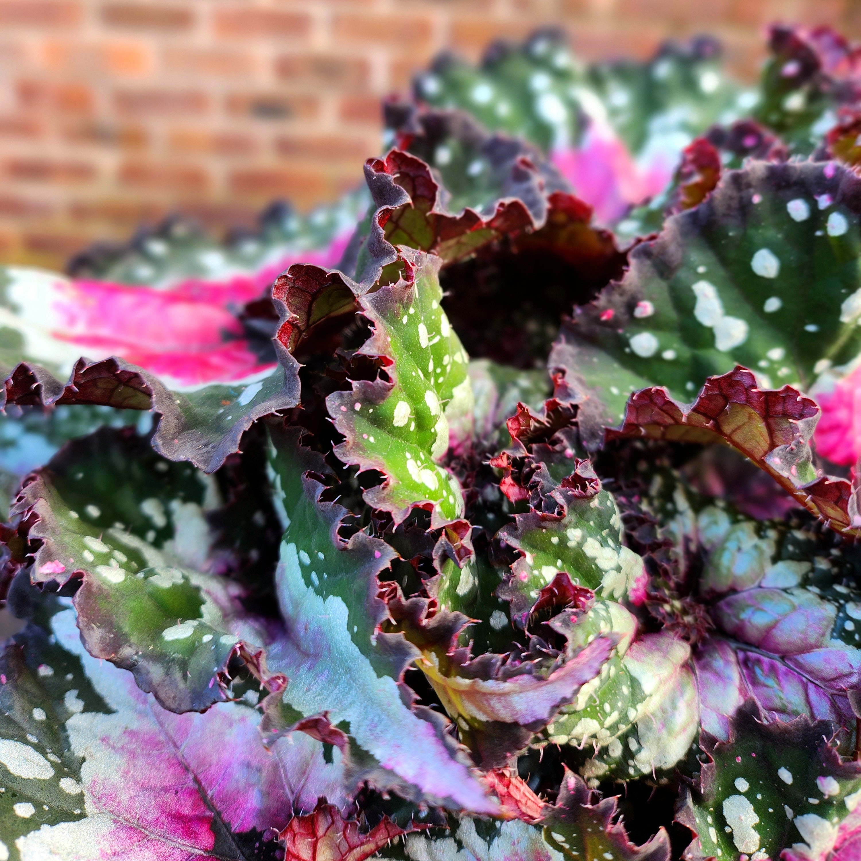Begonia Purple Flush