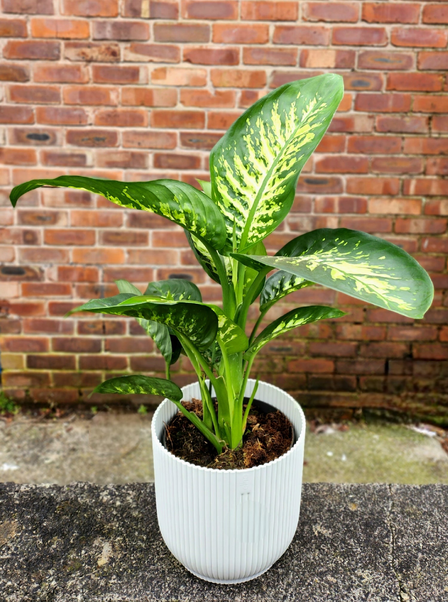 dieffenbachia reeva Dieffenbachia Reeva – Green + Grounded