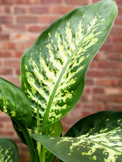 dieffenbachia 'reeva' Dieffenbachia Reeva – Green + Grounded