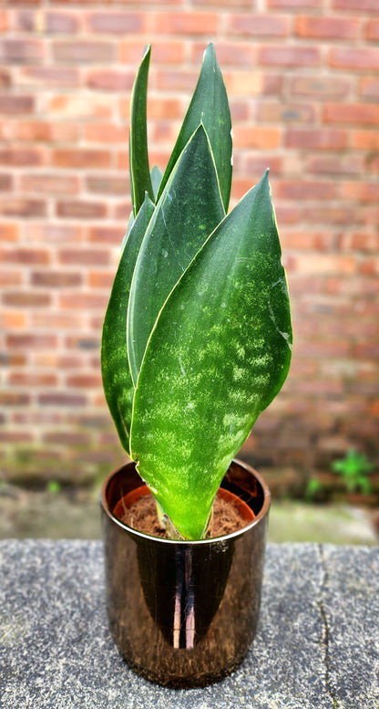Sansevieria Black Coral