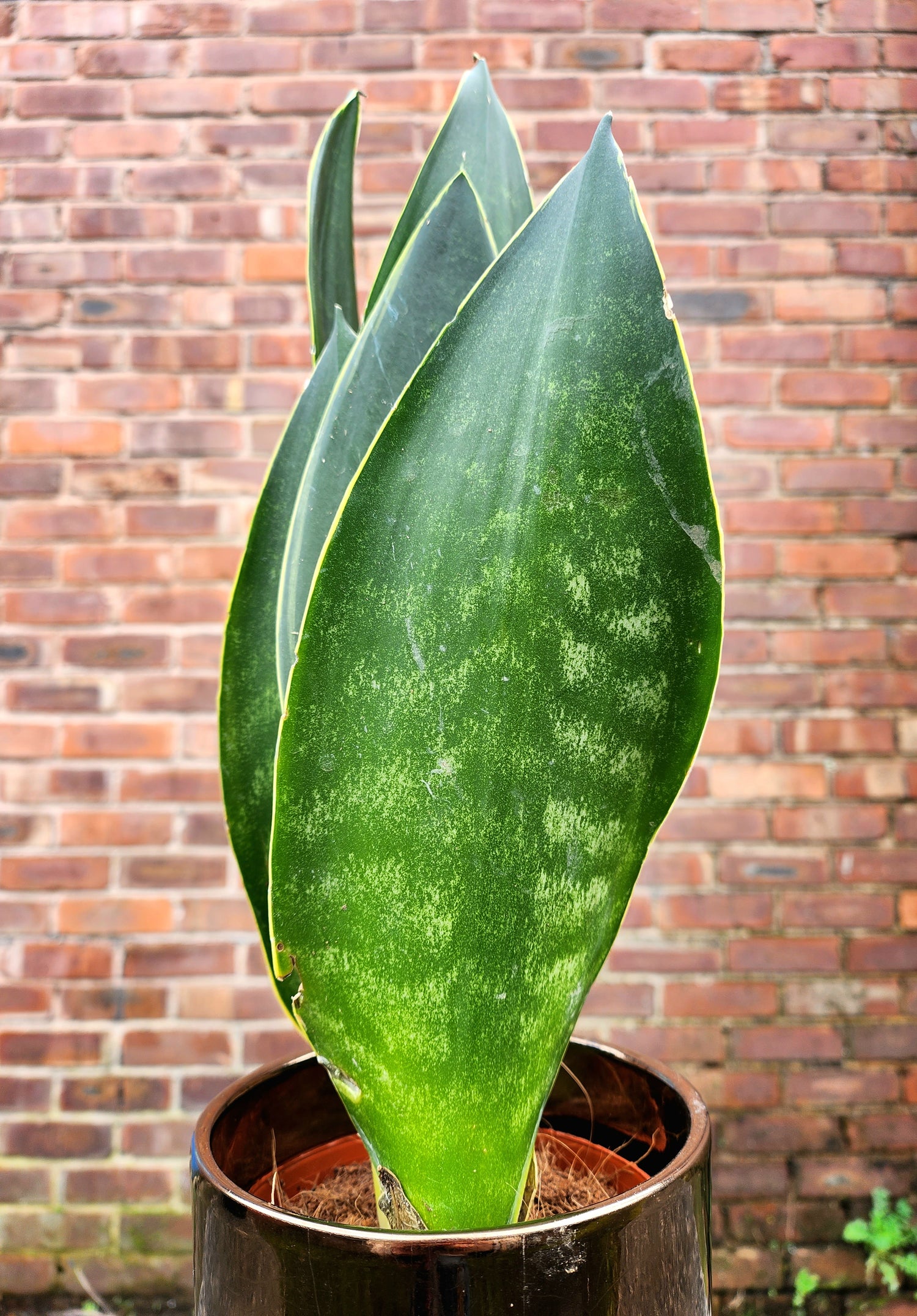 Sansevieria Black Coral