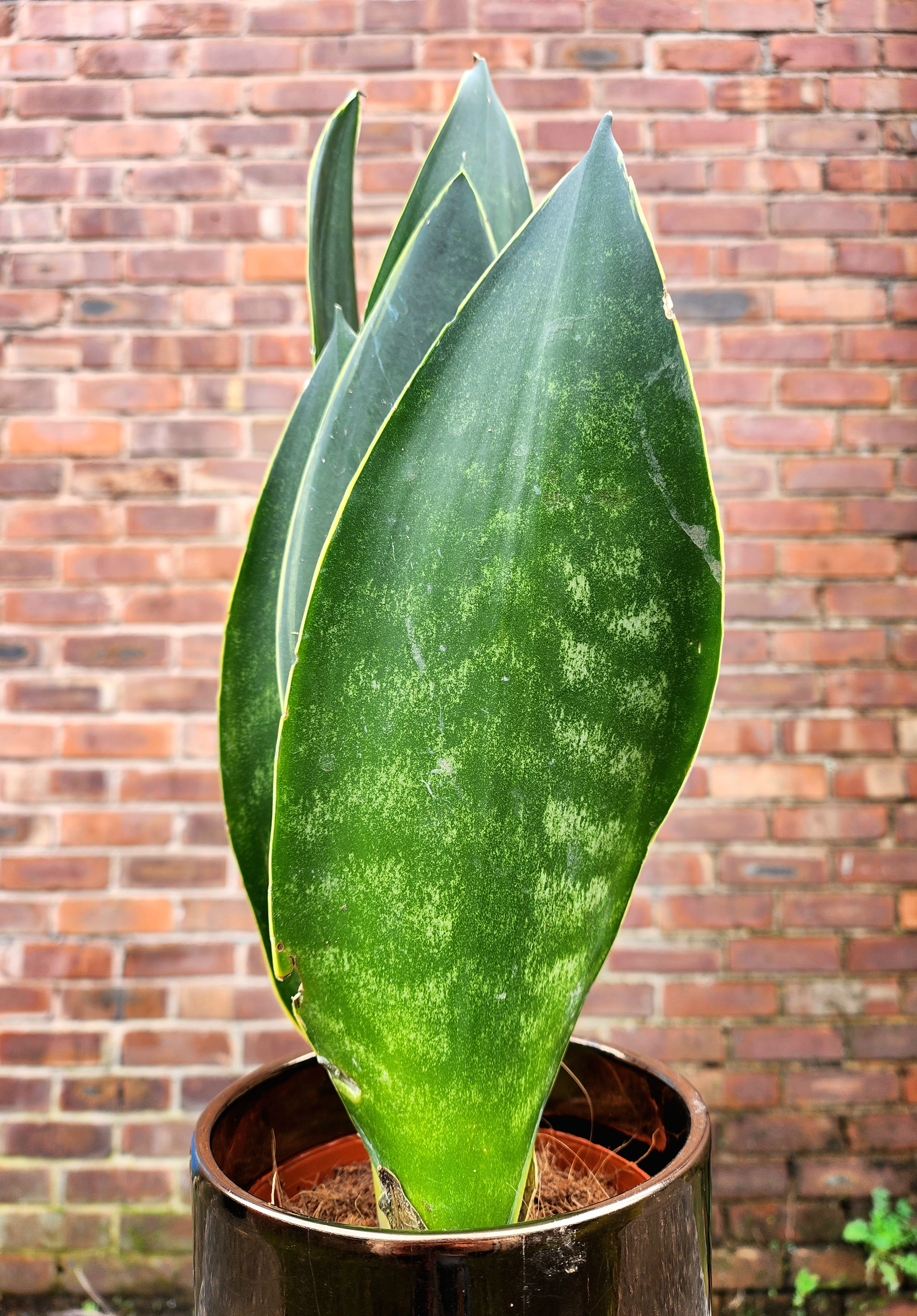 Sansevieria Black Coral