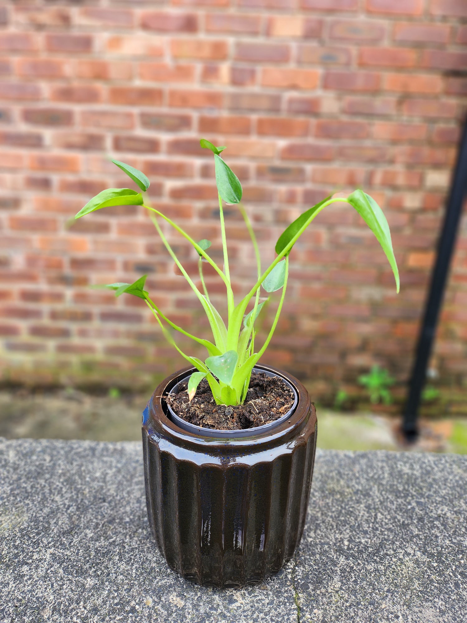 Alocasia Tiny Dancer