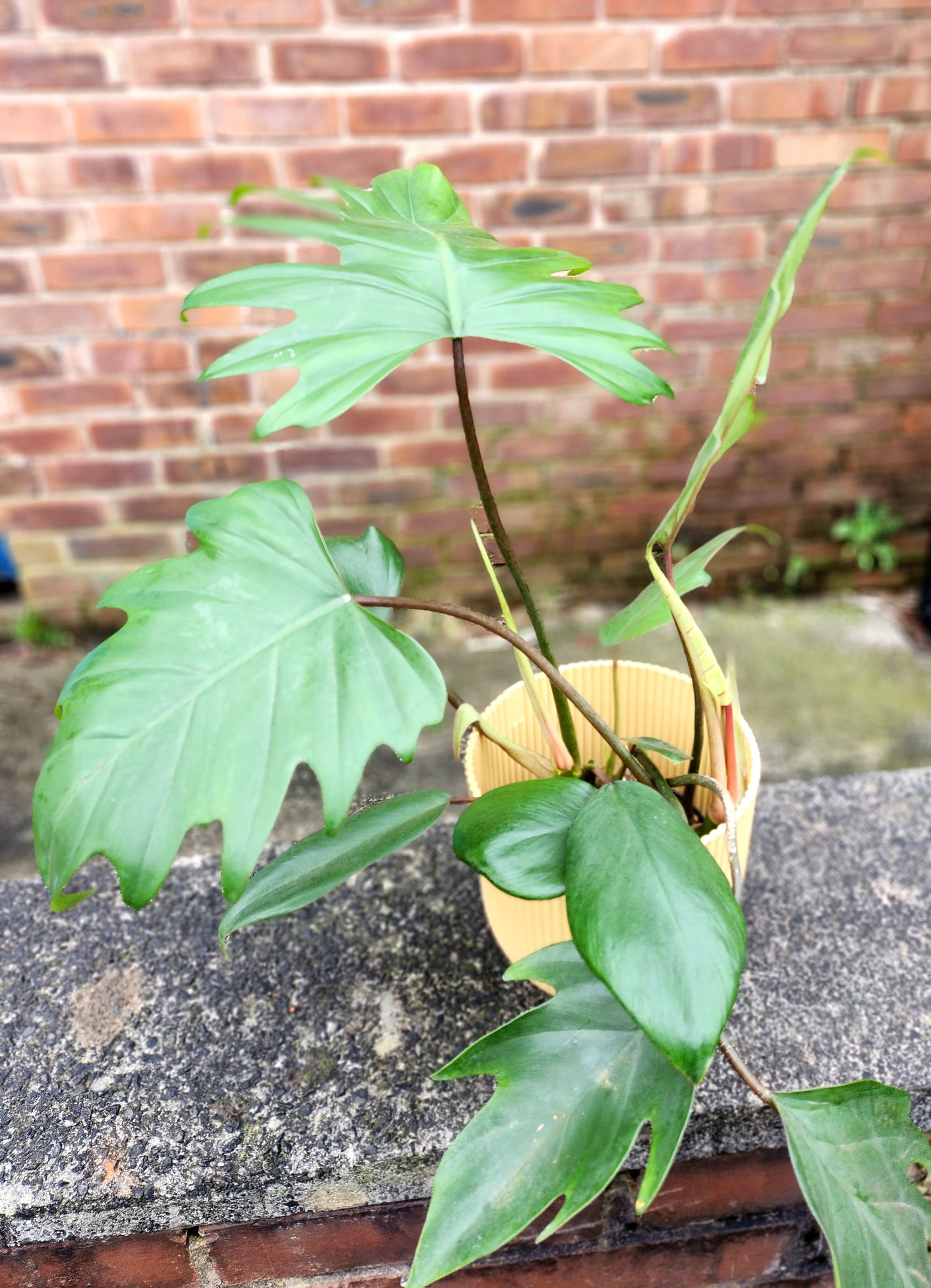 Philodendron Mayoi