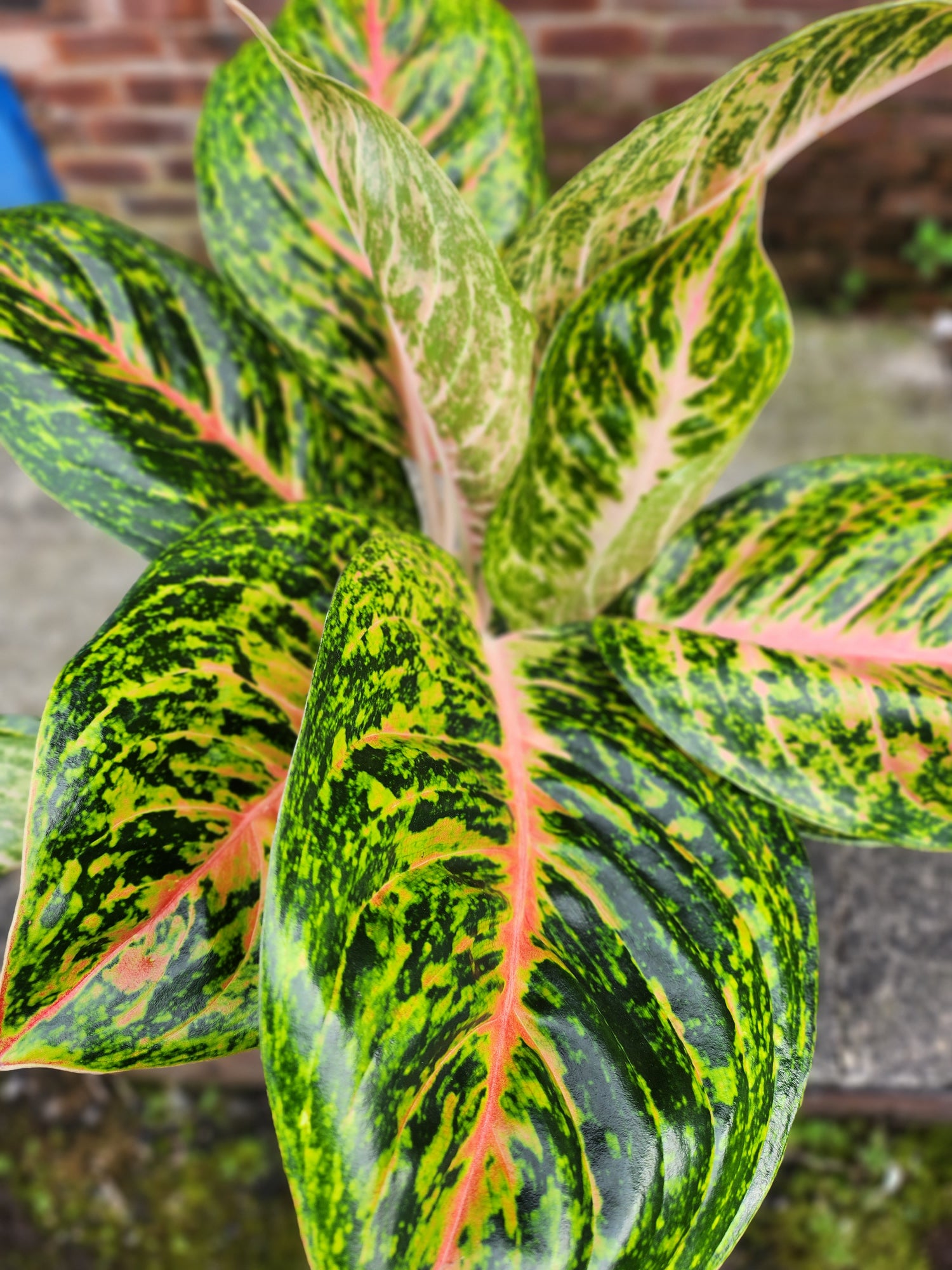 Aglaonema Spring Red