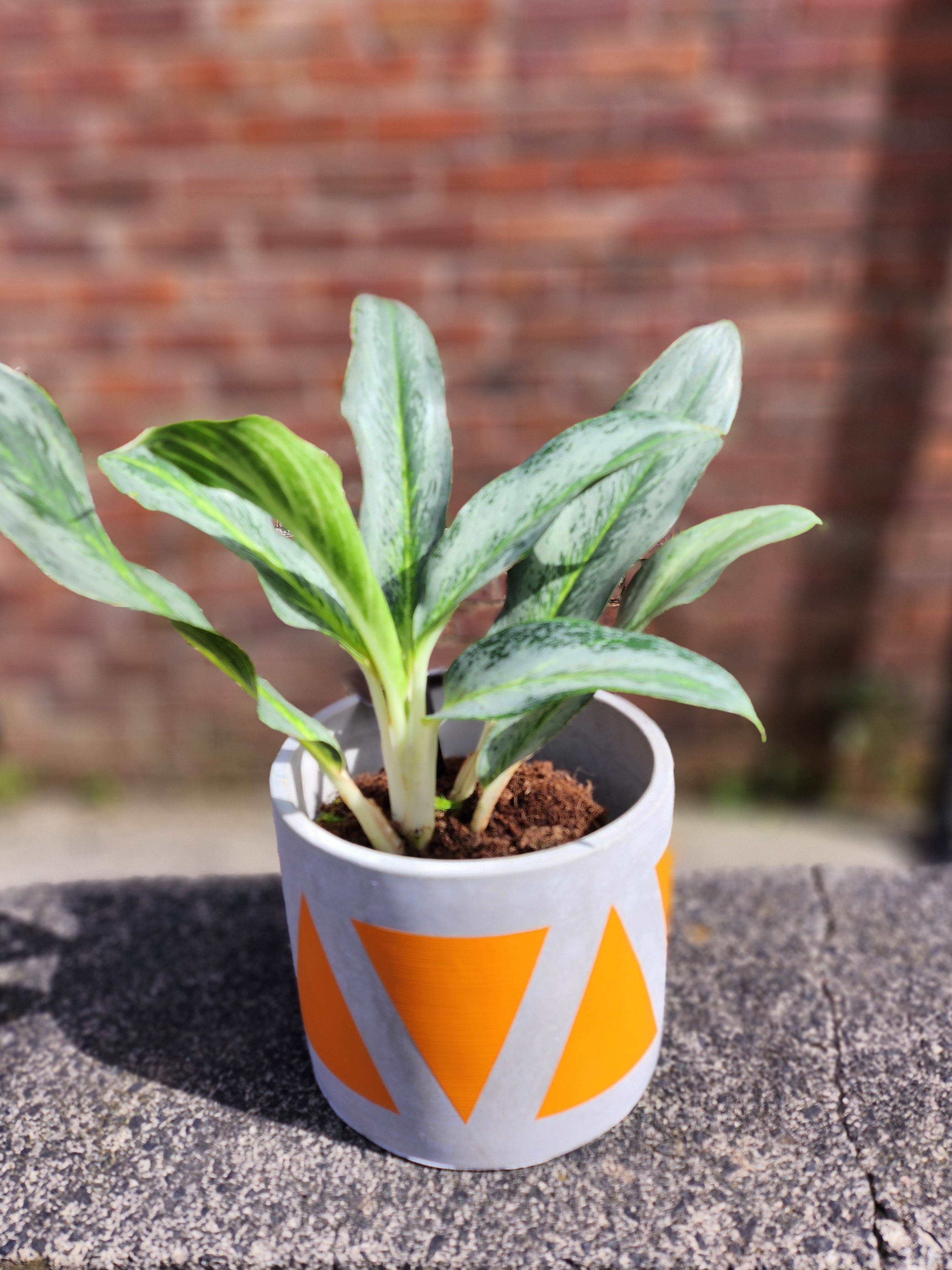 Aglaonema Emerald Stone