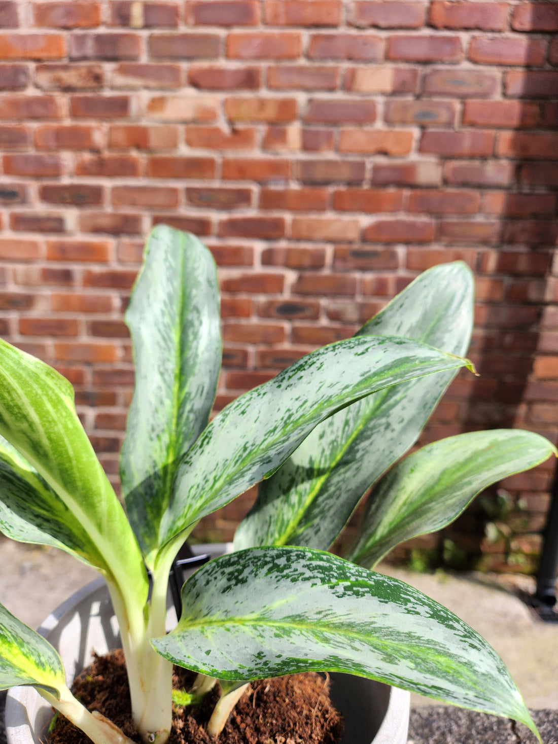 Aglaonema Emerald Stone