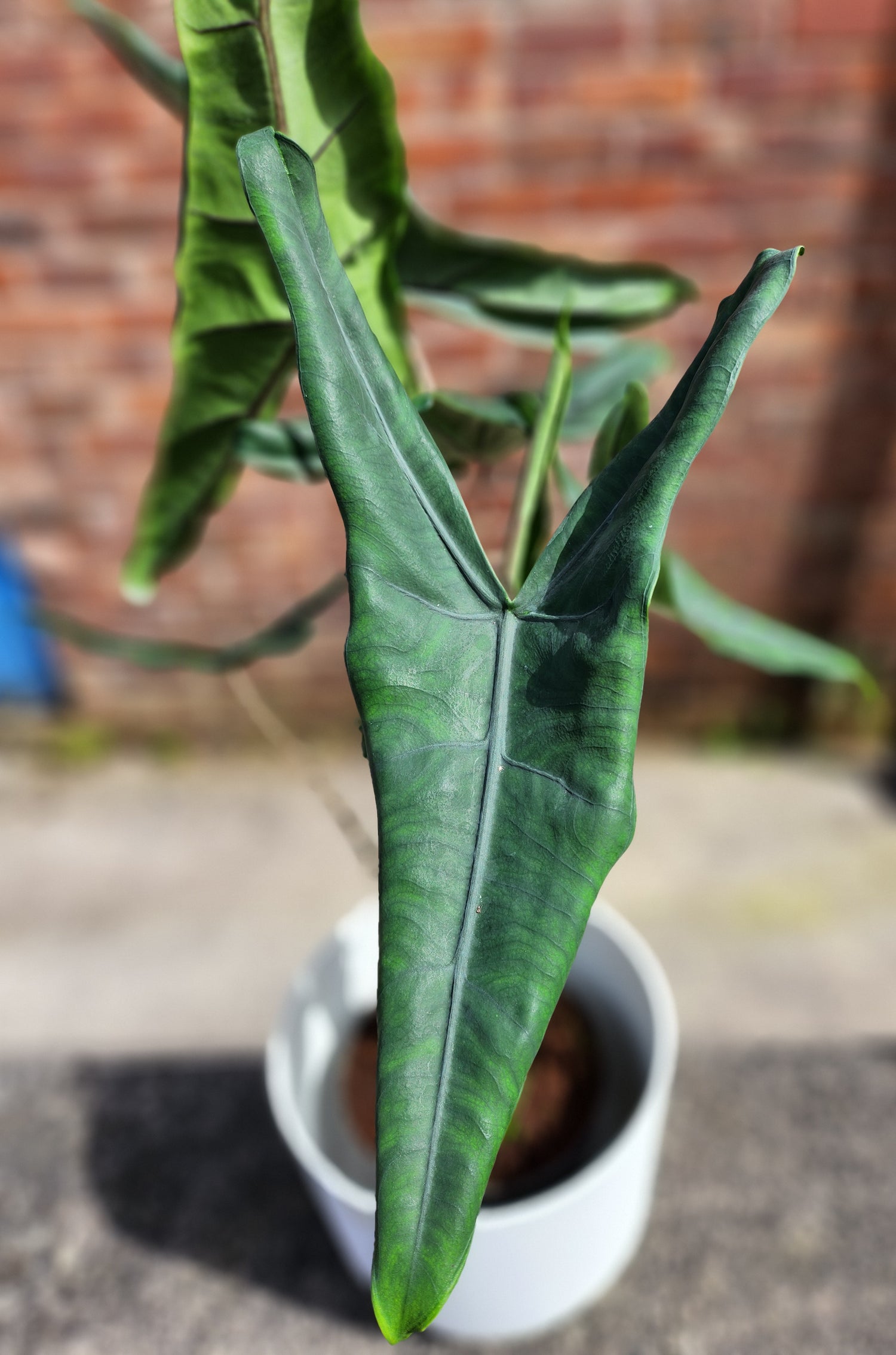 Alocasia Tigrina