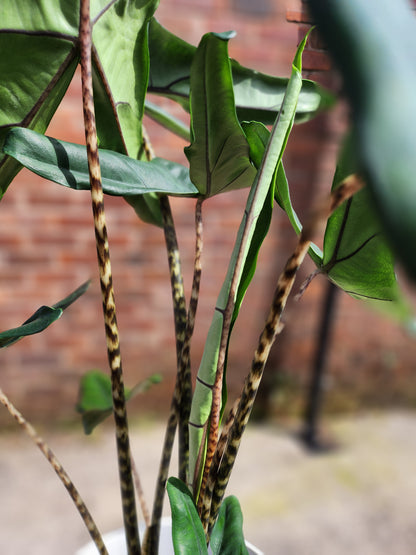 Alocasia Tigrina