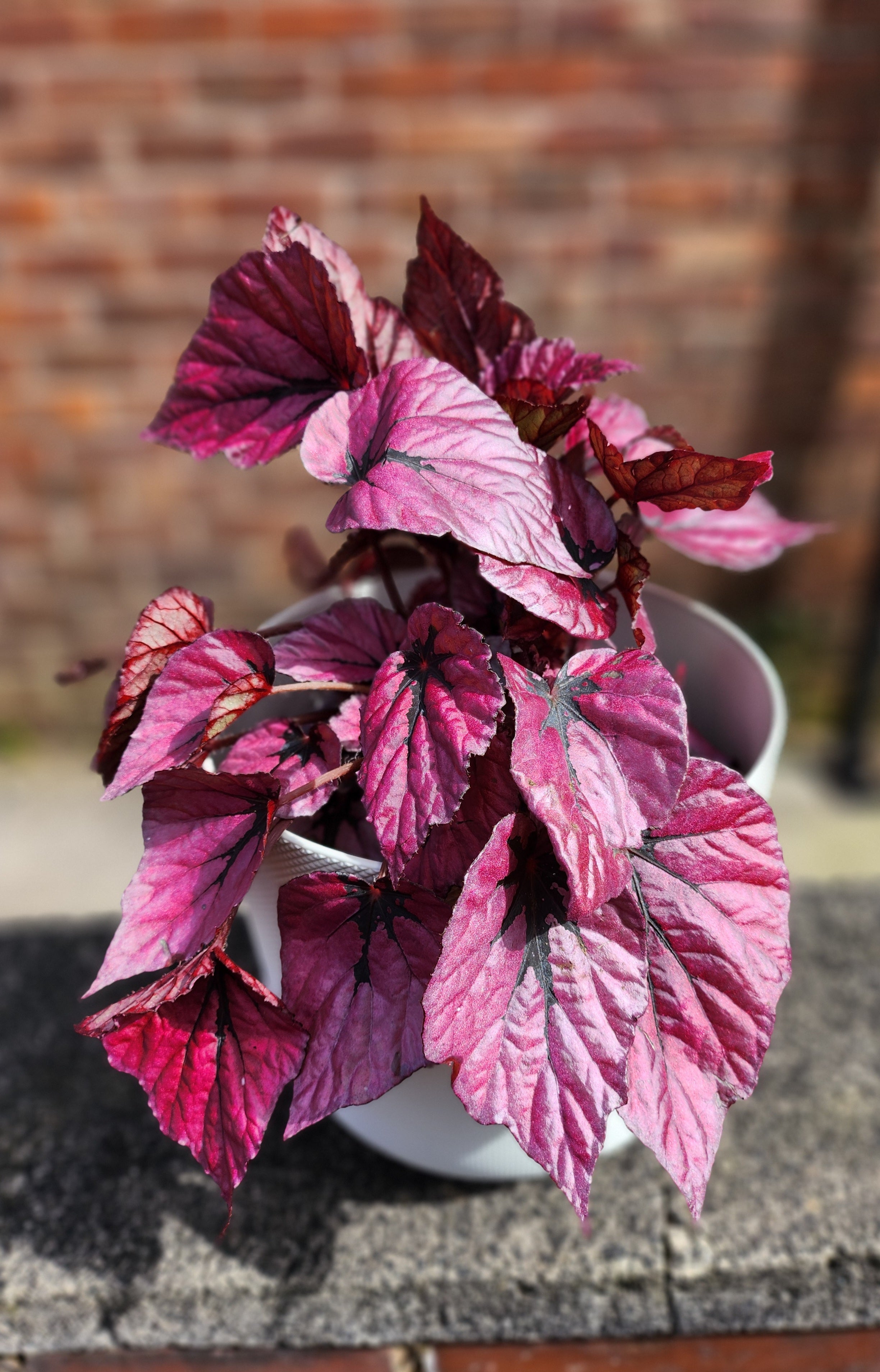 Begonia Beleaf