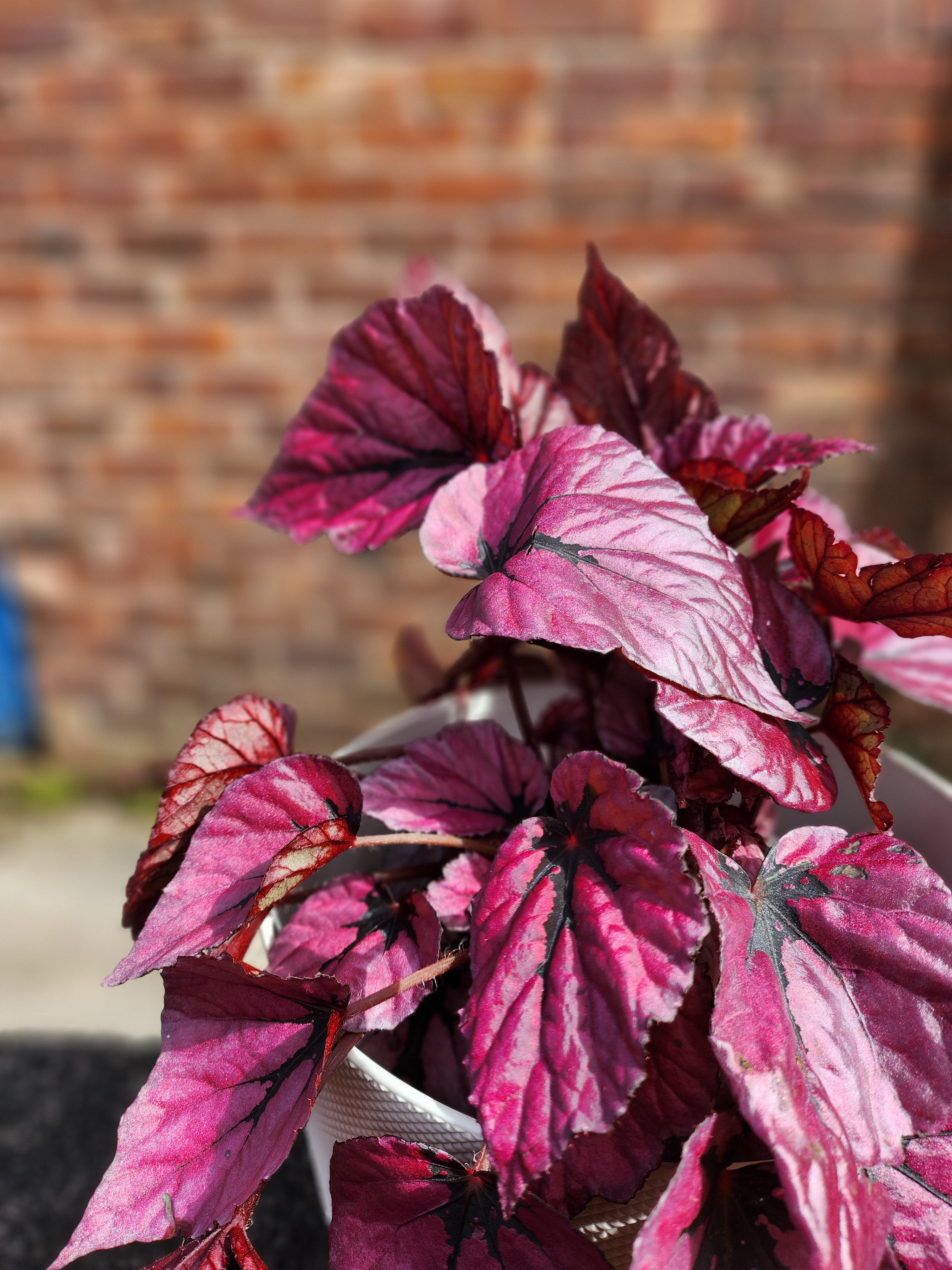 Begonia Beleaf