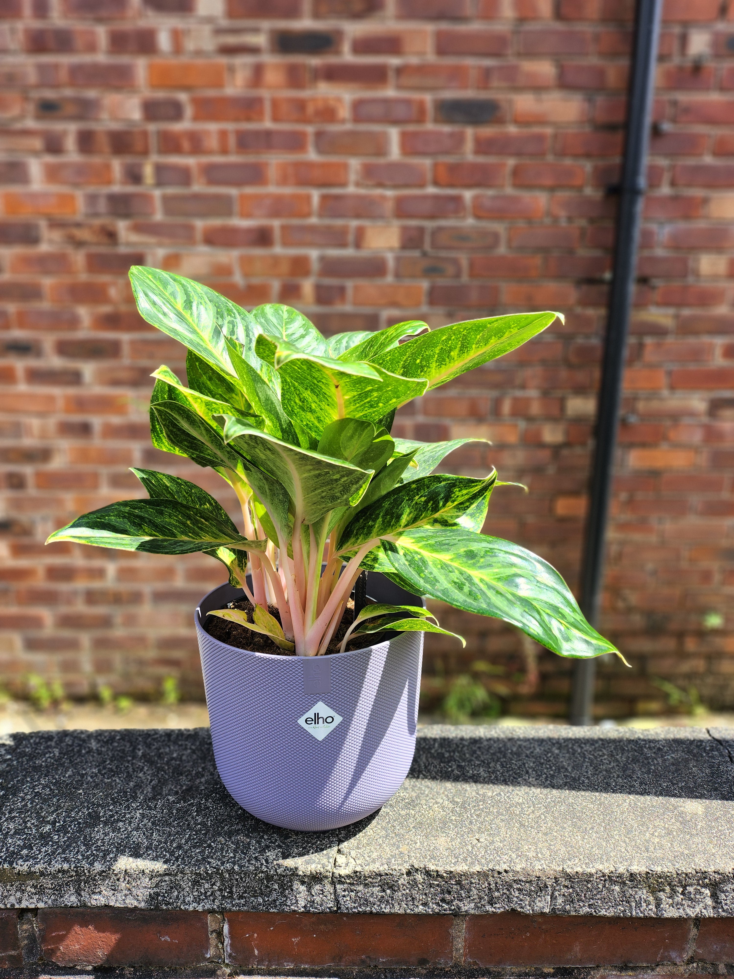 Aglaonema Peach Pearl