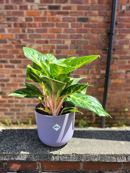 Aglaonema Peach Pearl