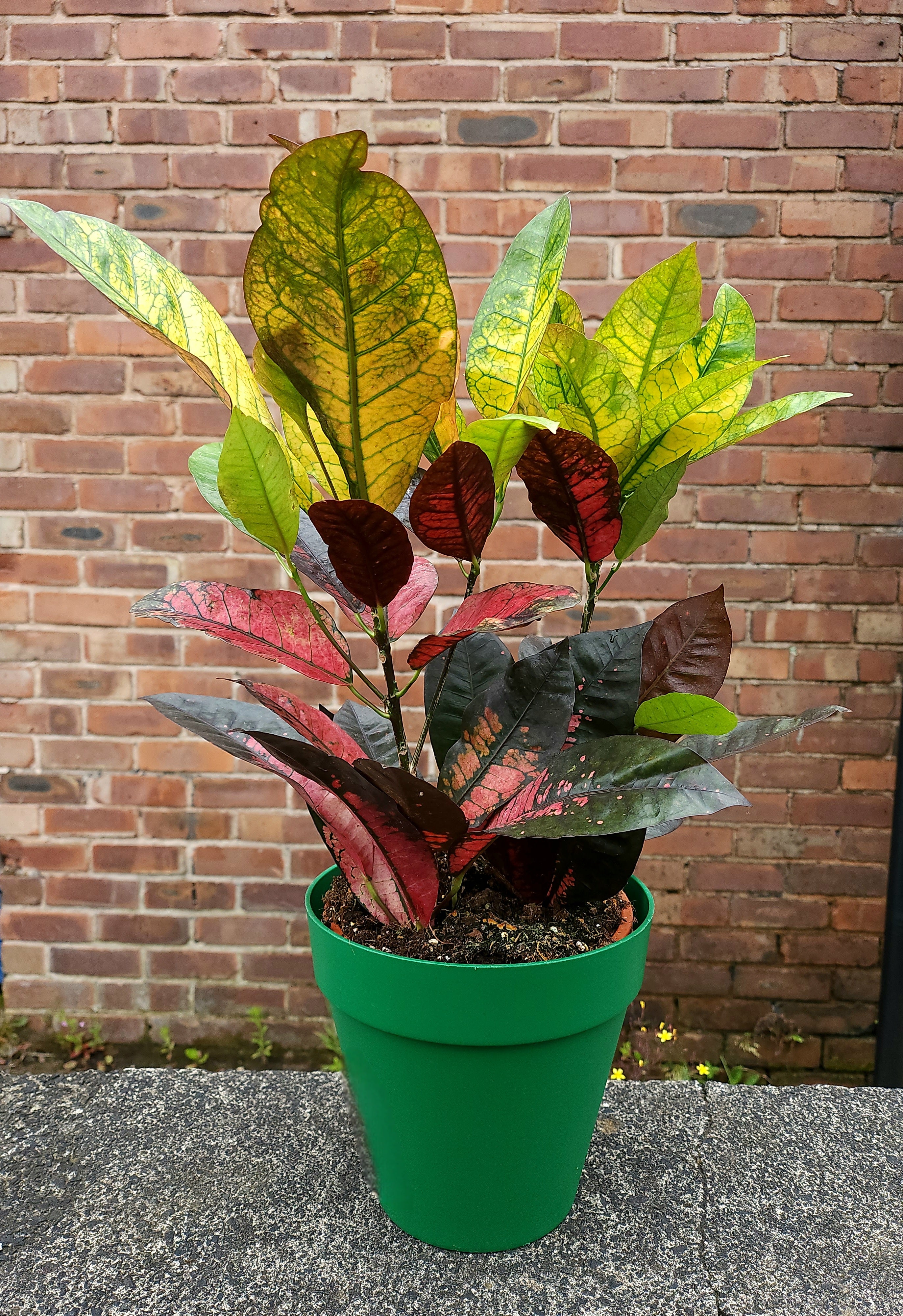 Codiaeum Mrs Iceton