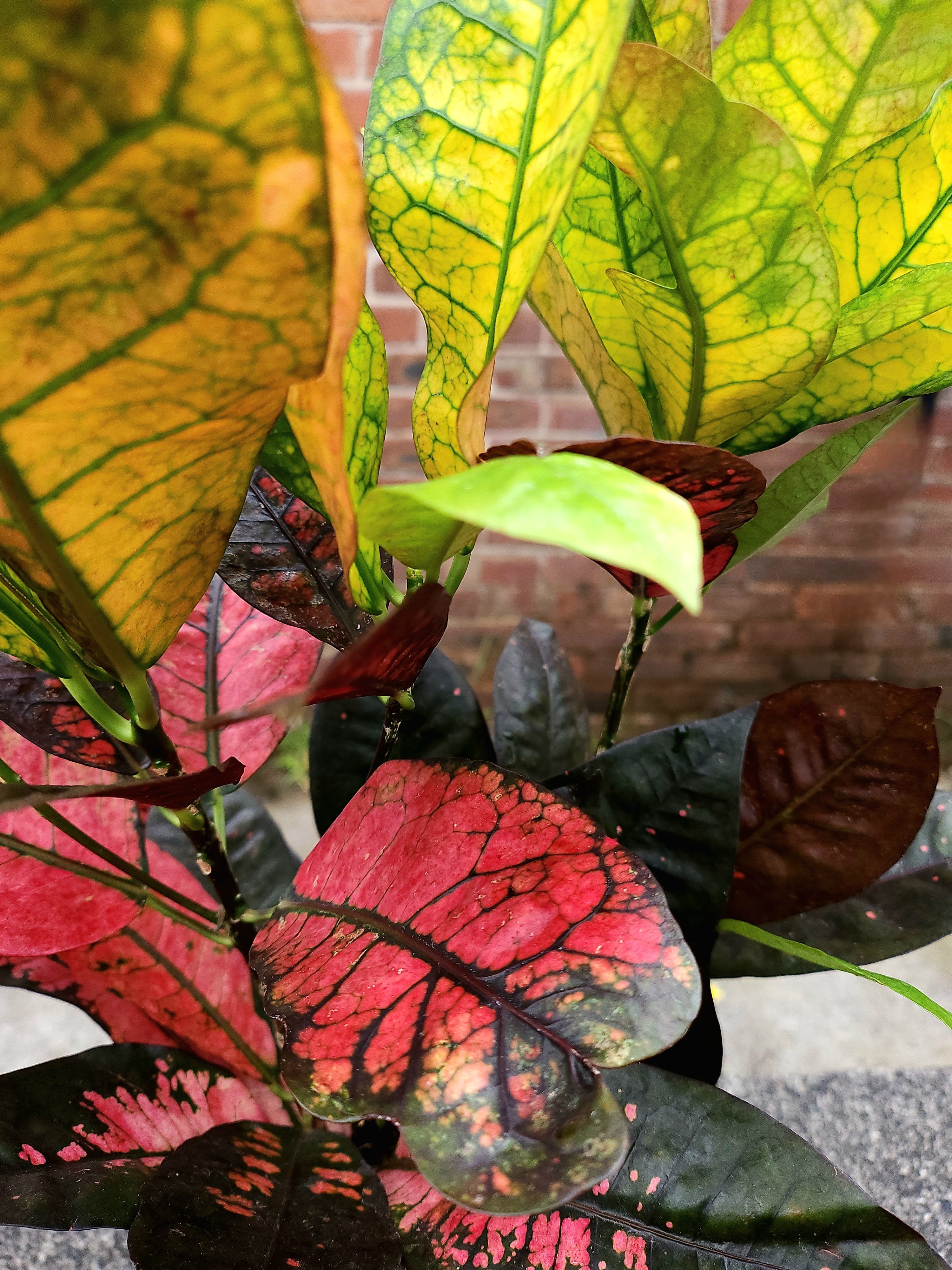 Codiaeum Mrs Iceton